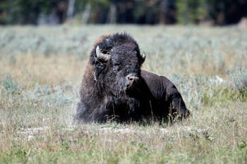 Wildlife Yellowstone<br>NIKON D4, 500 mm, 640 ISO,  1/1600 sec,  f : 5.6 